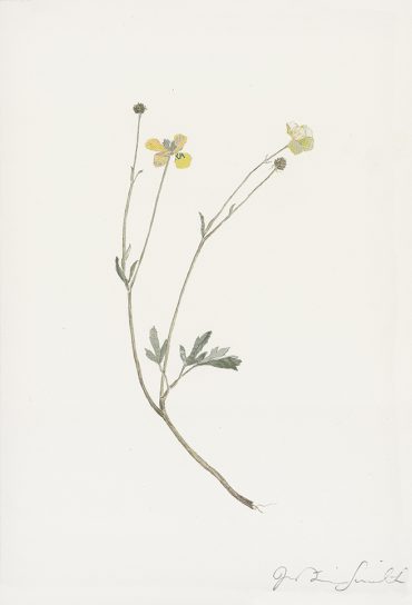 Specimen Ranunculus Acris