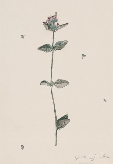 Specimen Agastache Foeniculum