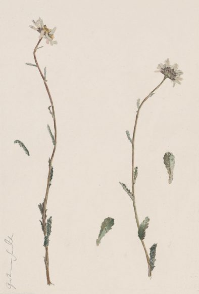 Specimen Leucanthemum Vulgare